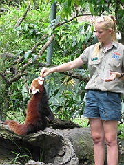 109 Cairns Tropical Zoo